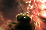 Bee Pollinating