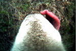 Wolf Licking It's Own Snout