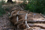 Watershed Sculpture
