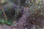 Flood Plain Wall Arroyo Seco Restoration, new growth
